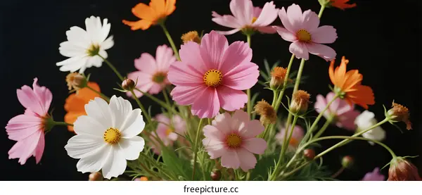 A Vibrant Bouquet of Colorful Cosmos Flowers in Full Bloom