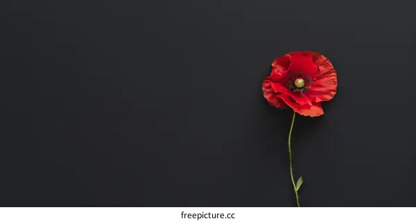 Red Poppy Flower on Black Background