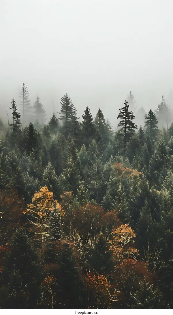 Foggy Forest Landscape With Pine Trees