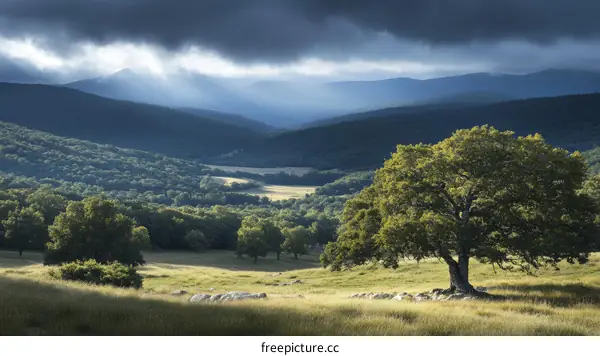 Mountain Meadow Landscape with Majestic Tree