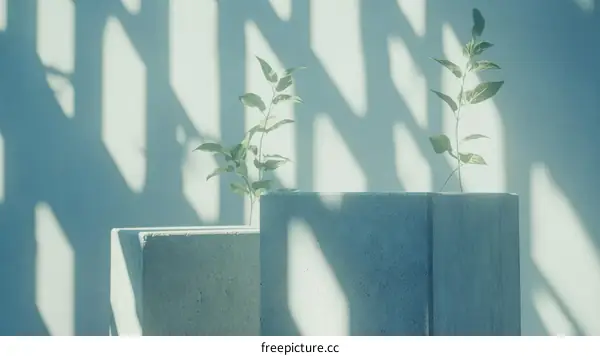 Abstract Minimalist Plant Display on Concrete Blocks