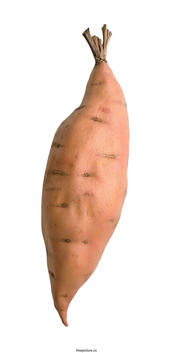 [Transparent Background PNG]Single Fresh Raw Sweet Potato Isolated on White Background