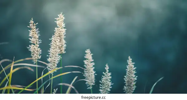 White Grass Blades Against Teal Background