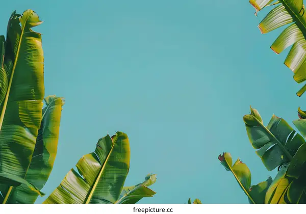 Green Banana Leaves Against Blue Sky