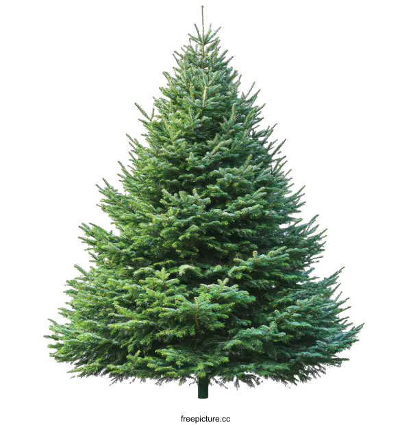 [Transparent Background PNG]Christmas Tree Isolated on White Background