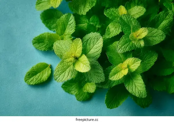 Fresh Mint Leaves Close-up on Teal Background