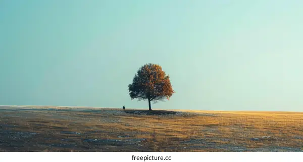 Lonely Tree in the Middle of a Field