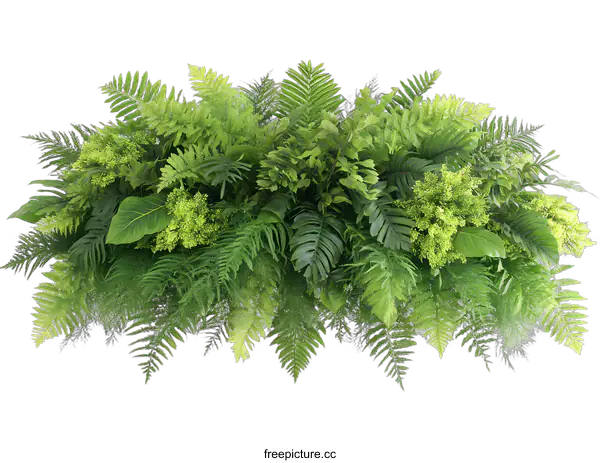 [Transparent Background PNG]Green Ferns and Plants on White Background
