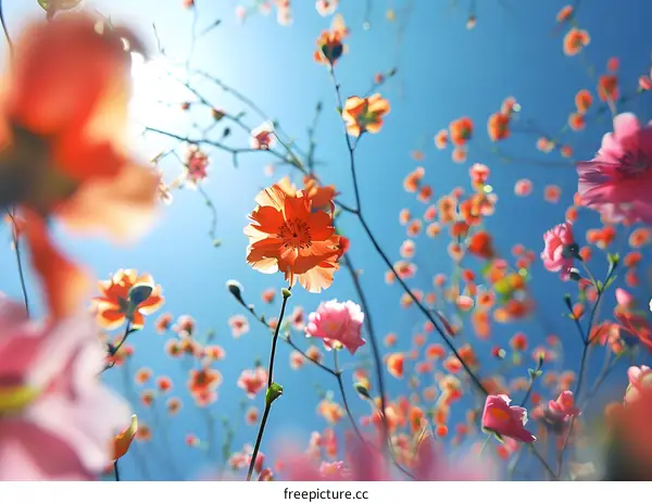 Orange and Pink Flowers Blooming in a Blue Sky