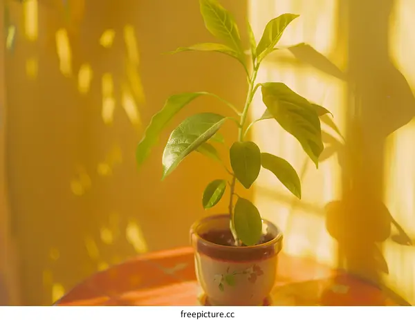 Green Plant in Pot on Table with Yellow Wall Background