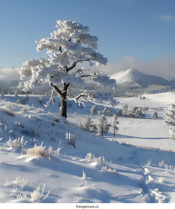 Snow Covered Tree in Winter Landscape