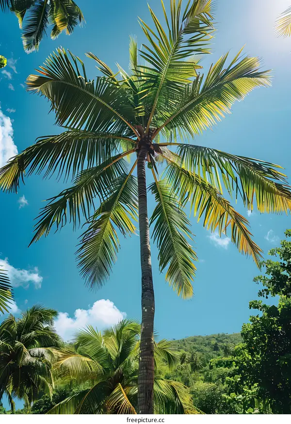 Palm tree against blue sky and white clouds