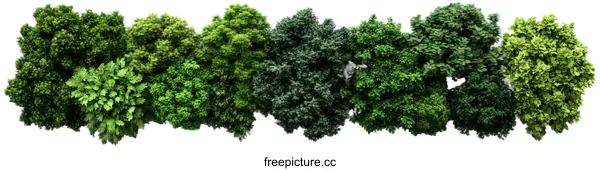 [Transparent Background PNG]Arrangement of Various Shades of Green Plants