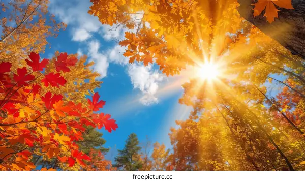 Looking up at the sky through the colorful leaves of autumn trees
