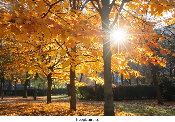 Sun shining through fall foliage