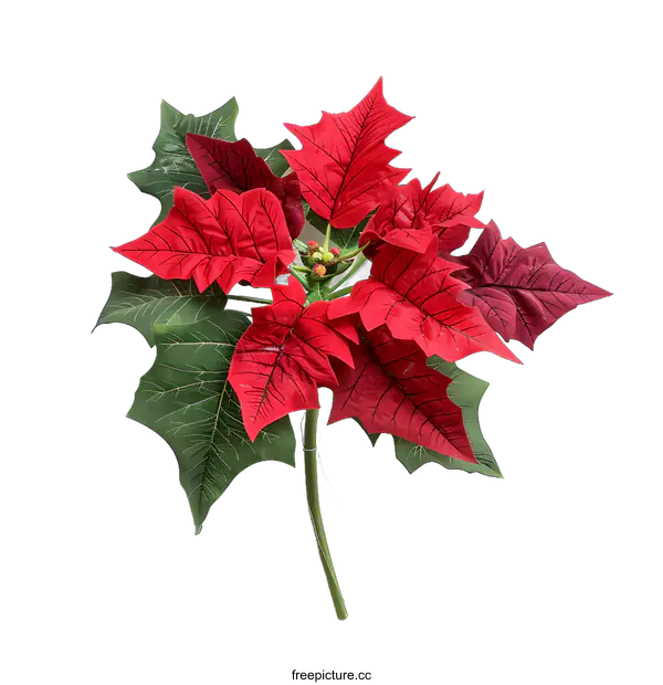 [Transparent Background PNG]Red Poinsettia Flower on White Background