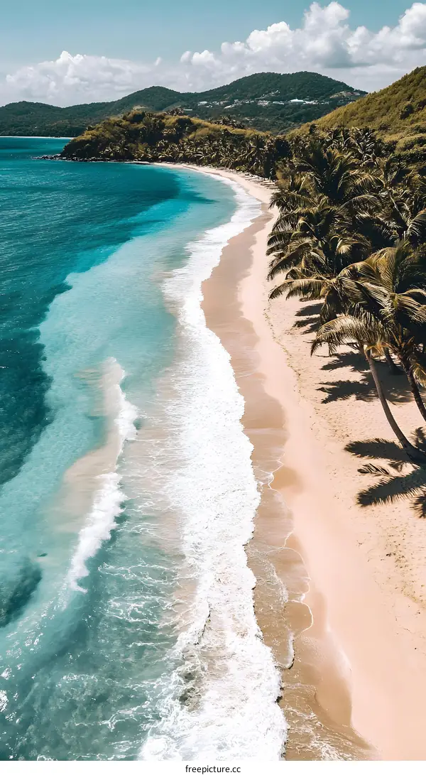 Tropical Beach with Palm Trees and Blue Ocean