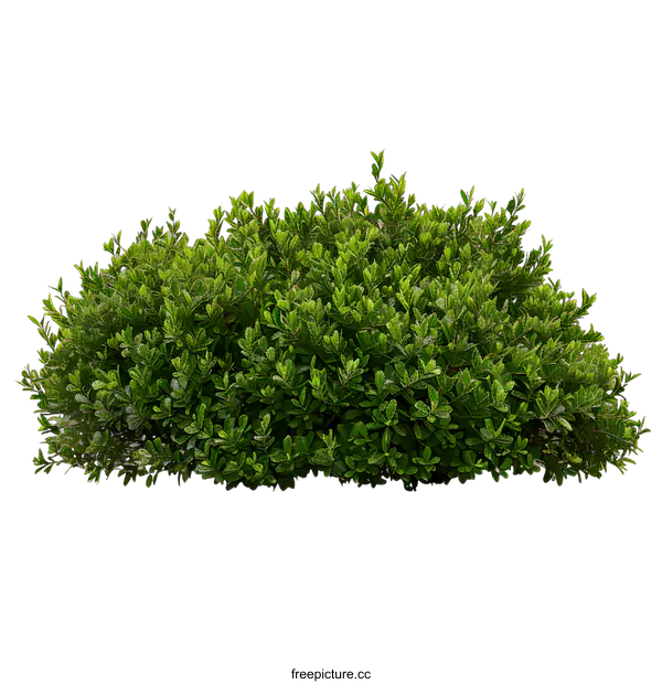 [Transparent Background PNG]Green Bush Isolated on White Background
