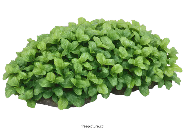 [Transparent Background PNG]Green Bush Isolated On White Background