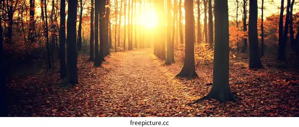 Autumn Forest Path with Golden Sunlight