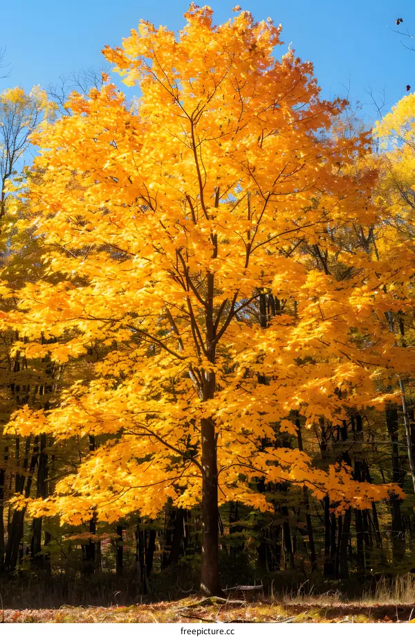 Maple tree in autumn