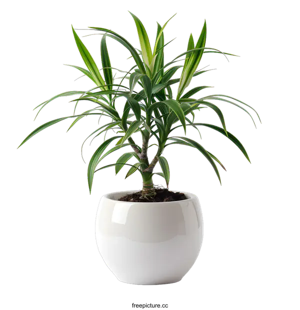 [Transparent Background PNG]Green plant in white pot on white background