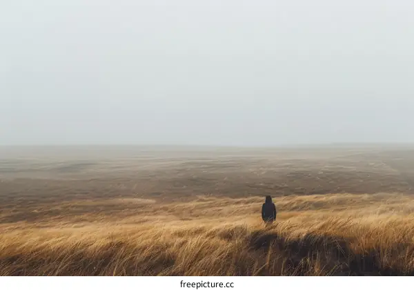 Man standing alone in a large field of wheat