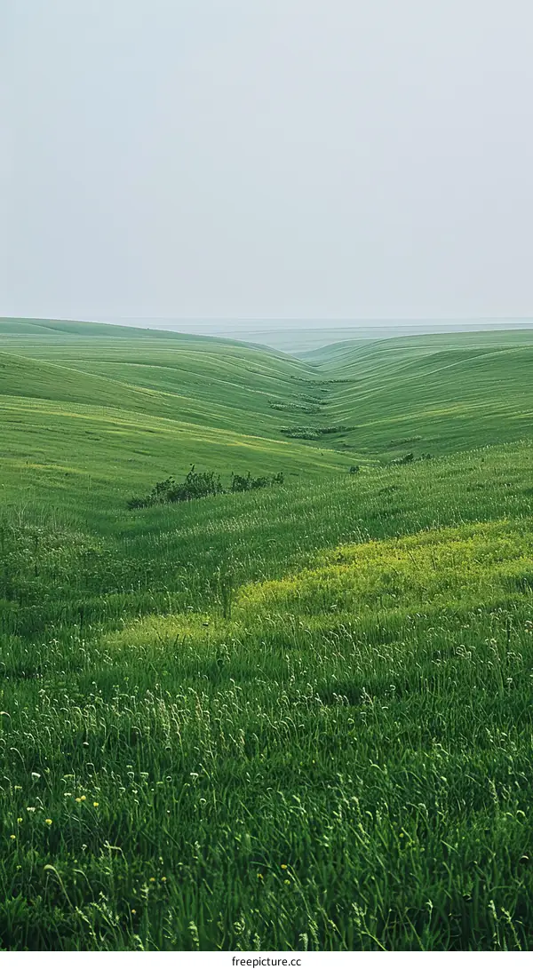 Rolling Green Hills Stretching to the Horizon
