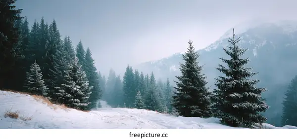 Winter Wonderland Snowy Forest Scenery