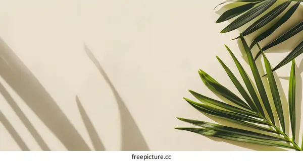 Minimalist Palm Leaf Shadow Background