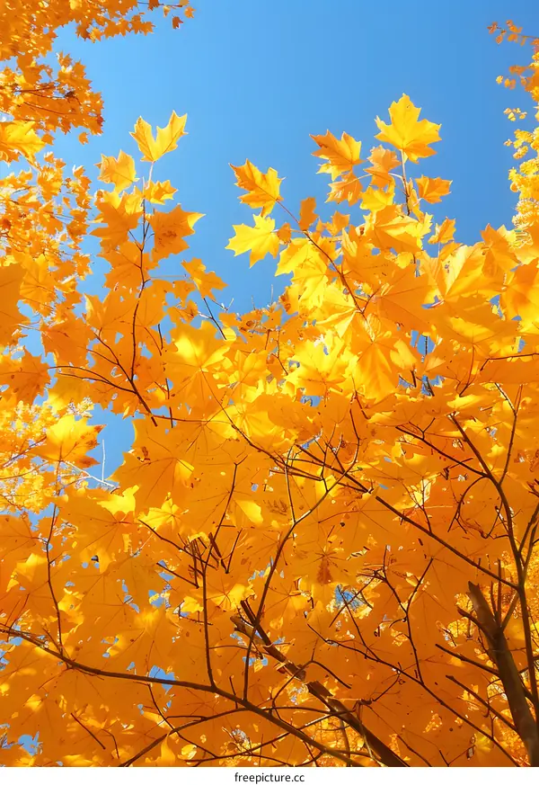 Bright yellow maple leaves against a blue sky