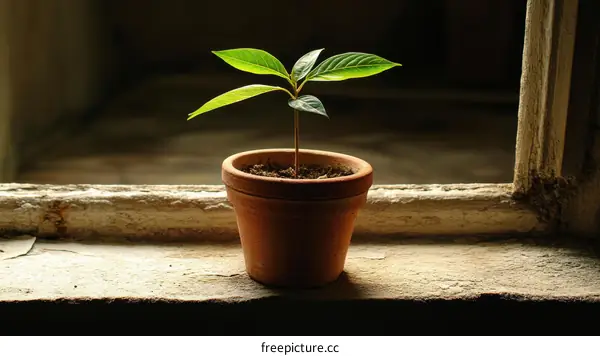 A Small Plant in a Terracotta Pot by the Window