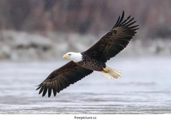Bald Eagle Soaring Above Frozen River