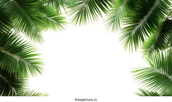 Tropical Palm Leaves Frame Background