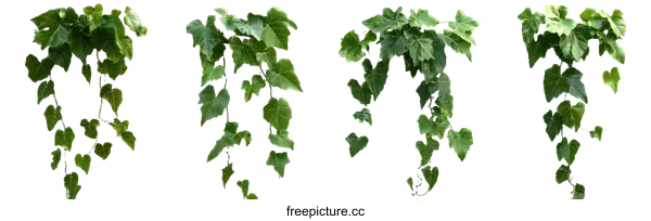 [Transparent Background PNG]Hanging Ivy Plants Isolated on White Background