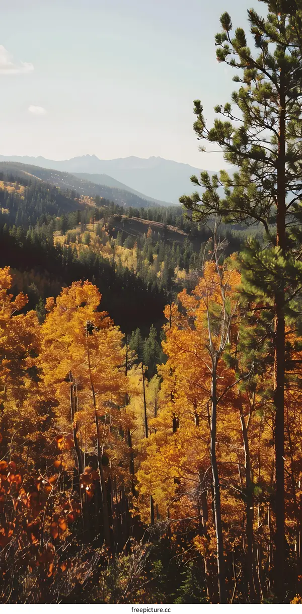 Autumn Forest Landscape With Golden Leaves