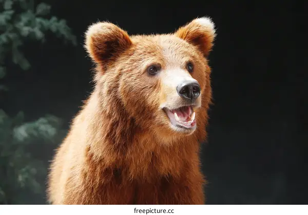 Close-up Portrait of a Brown Bear in a Forest