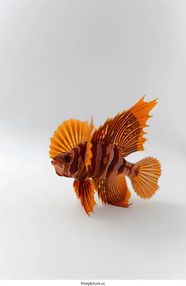 Orange Fish on White Background