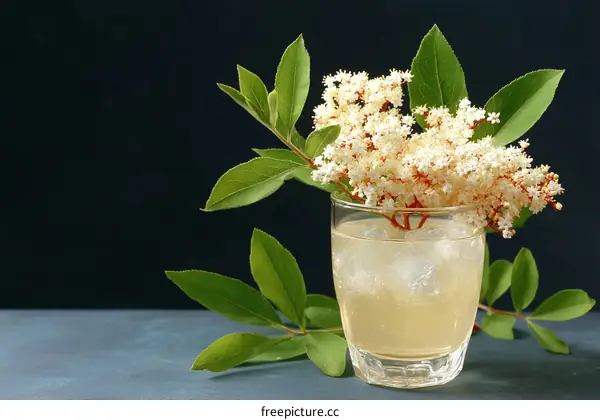 Delicate Elderflower Drink on Dark Background