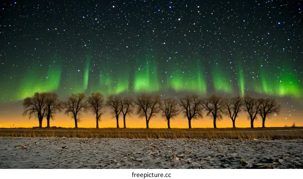 Stunning Night Sky with Aurora Borealis and Trees