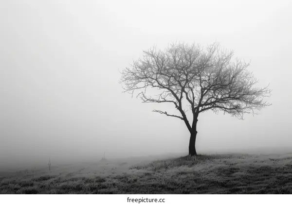 Black and white photo of a lonely tree on a foggy hill