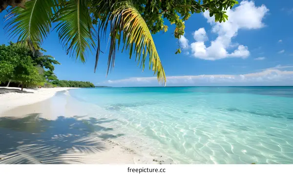 Tropical Beach with Clear Blue Water and Palm Trees