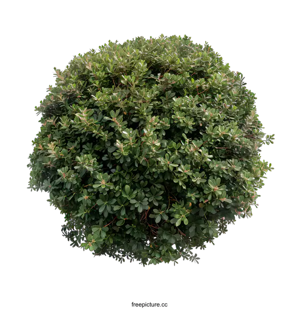 [Transparent Background PNG]Green Bush Isolated on White Background