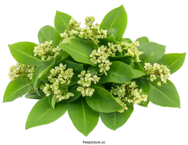 [Transparent Background PNG]Green Leaves and White Flowers Bouquet Isolated on White Background