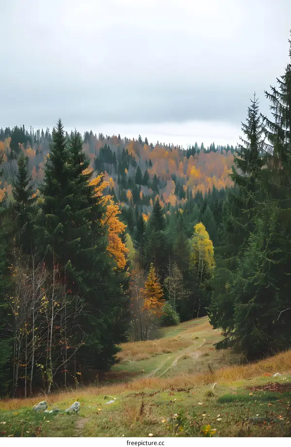 Autumn Forest Path with Pine Trees and Fall Colors