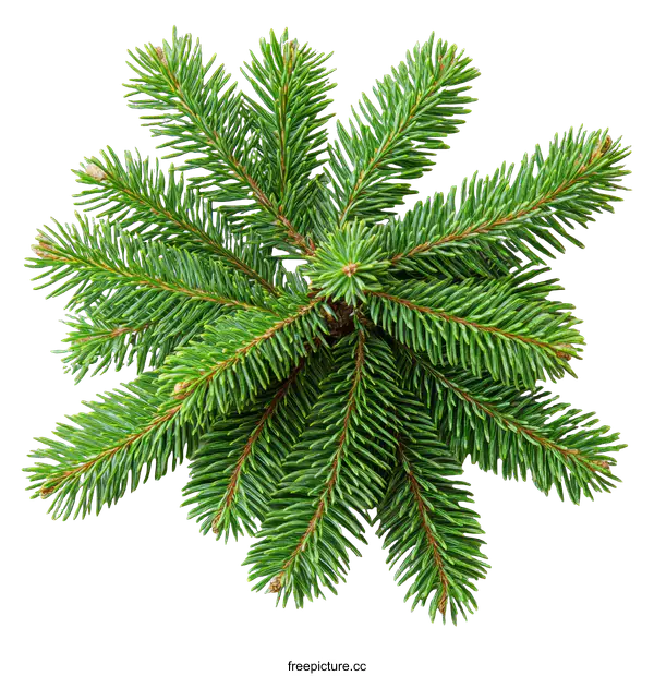 [Transparent Background PNG]Close-up of Fresh Green Fir Branches