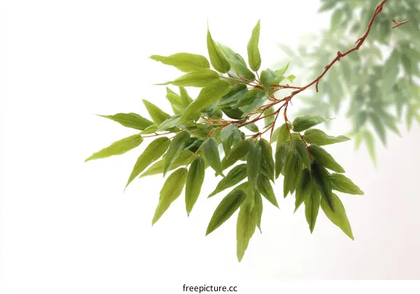 Fresh Green Leaves on Branch Closeup