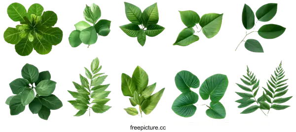 [Transparent Background PNG]Collection of Green Leaves Illustration