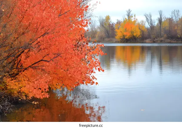 Autumn Leaves Reflecting on a Calm Lake