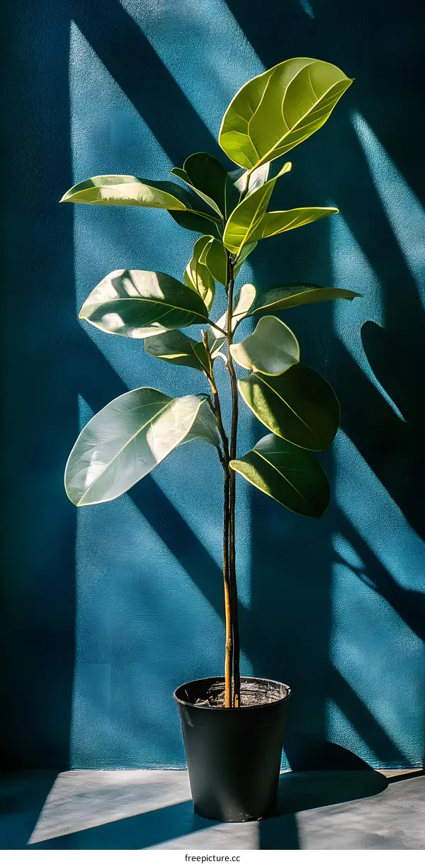 Green Plant with Blue Wall and Sunlight